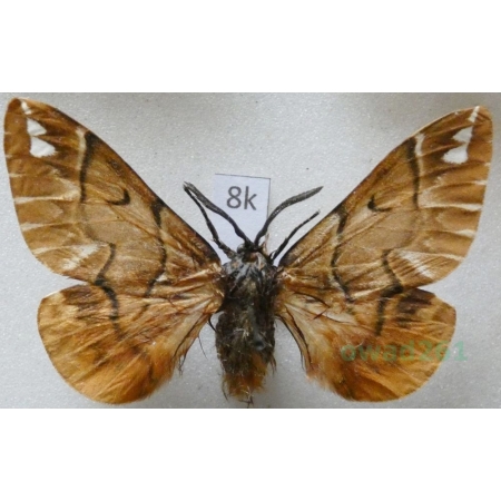 Endromis versicolora (Linnaeus, 1758) male Nasierszyca brzozówka, nasierszyca różnobarwna Czech8k